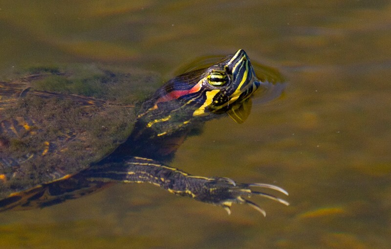 AnimalsCreatures _0106 - Animals, Creatures