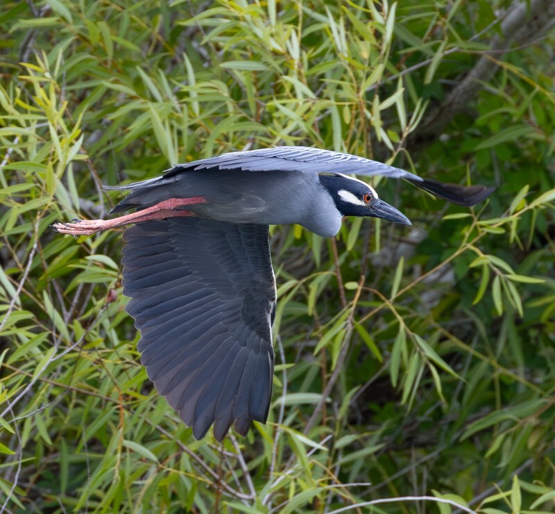 Yellow Crowned Night Heron _0022 - Yellow Crowned Night Heron