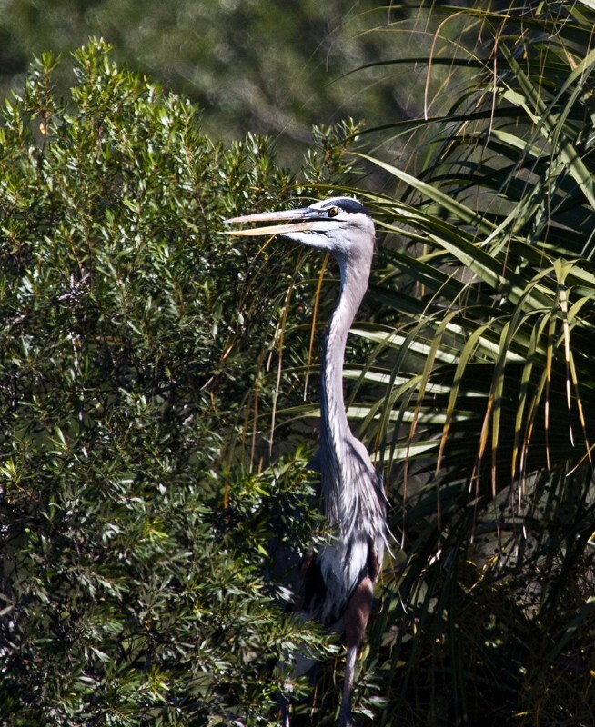 Great Blue Heron _0082 - Great Blue Heron