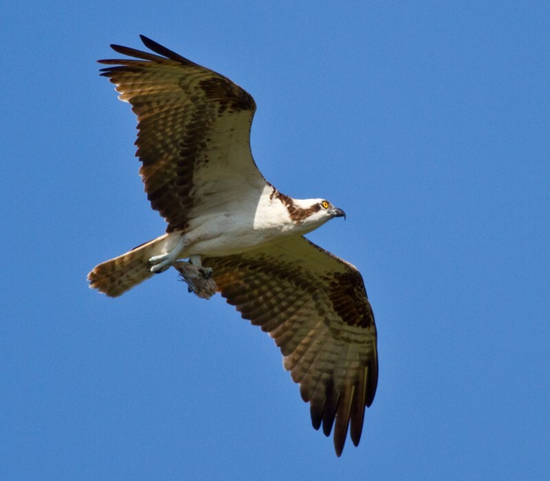 Osprey_0020 - Osprey