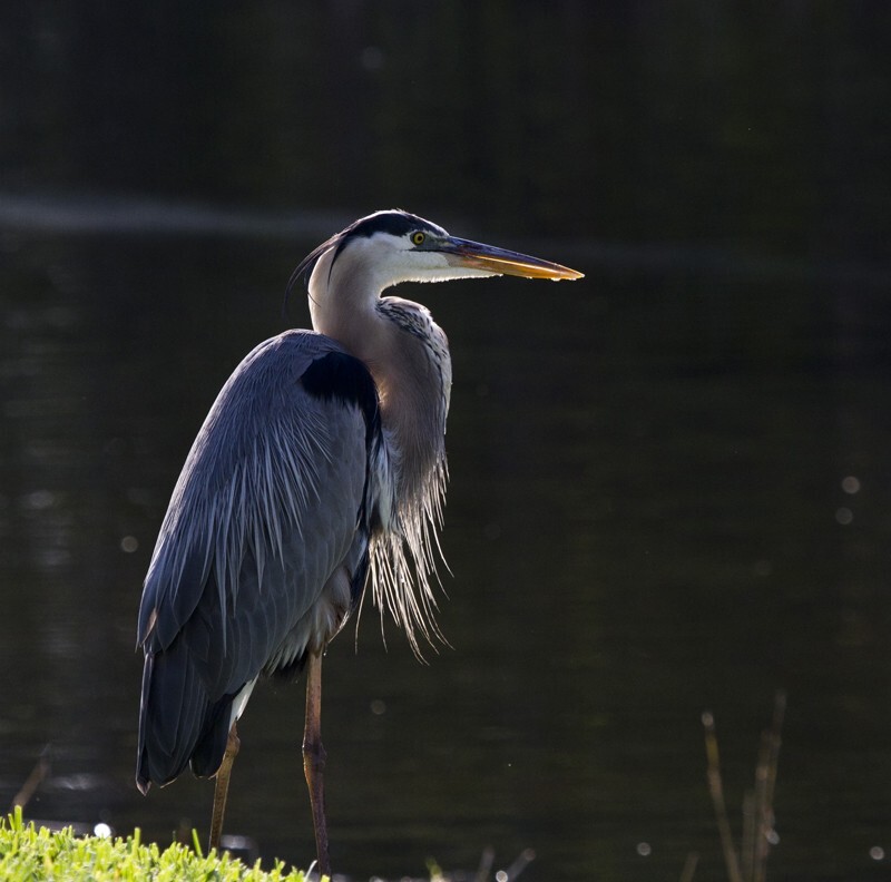 Great Blue Heron _0033 - Great Blue Heron