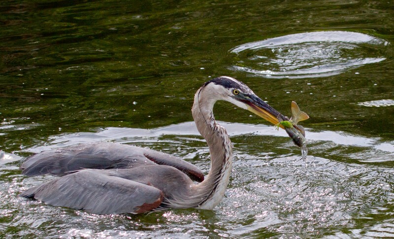 Great Blue Heron _0071 - Great Blue Heron