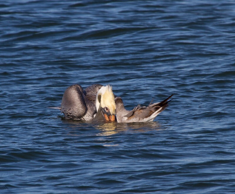 Pelicans _0002 - Pelicans