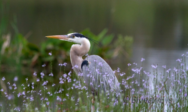 Great Blue Heron Southwest Florida Wild Birds by Brian Kitzman