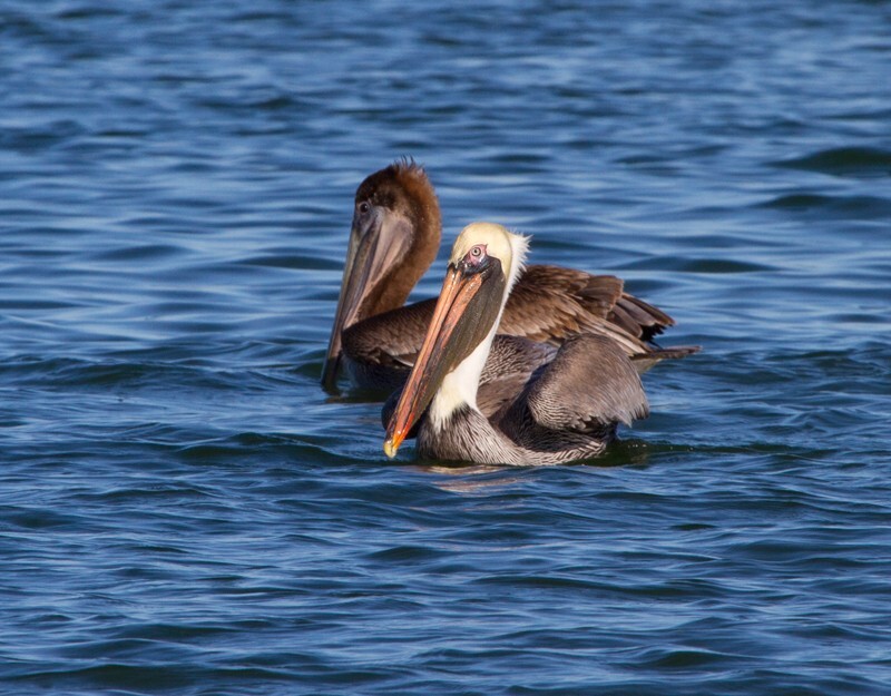 Pelicans _0034 - Pelicans
