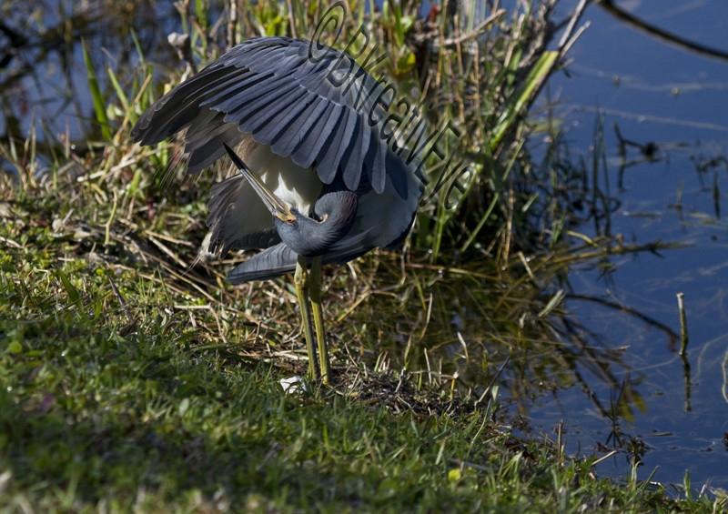 Birds 068 - Birds
