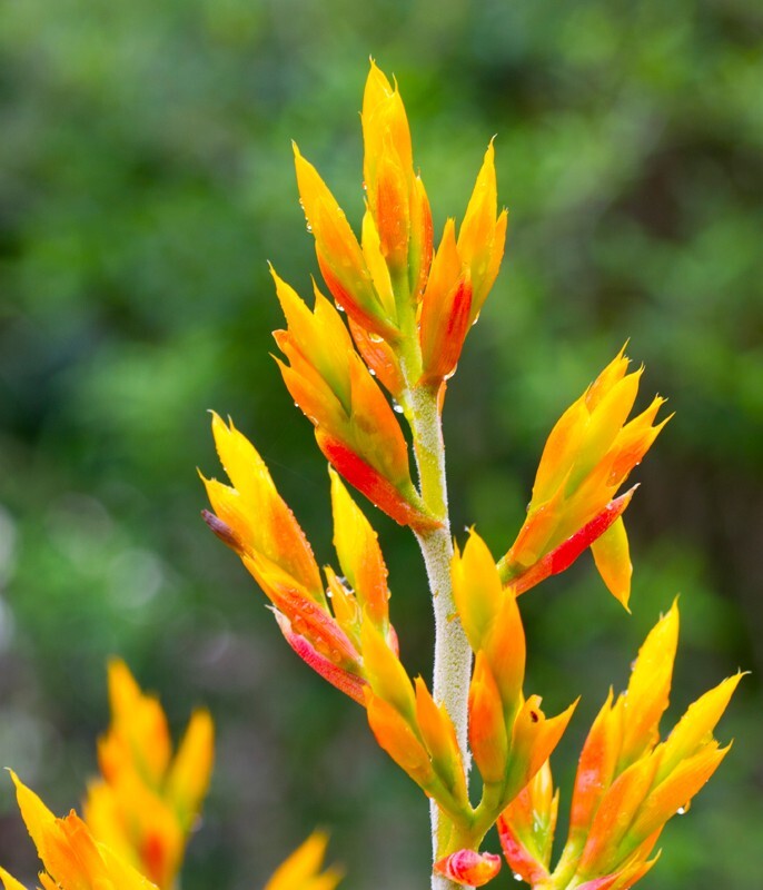 Floral_0034 - Floral - Plants