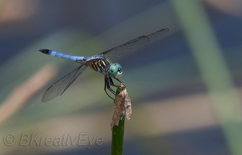 DF AnimalsCreatures 176 - Dragonflies