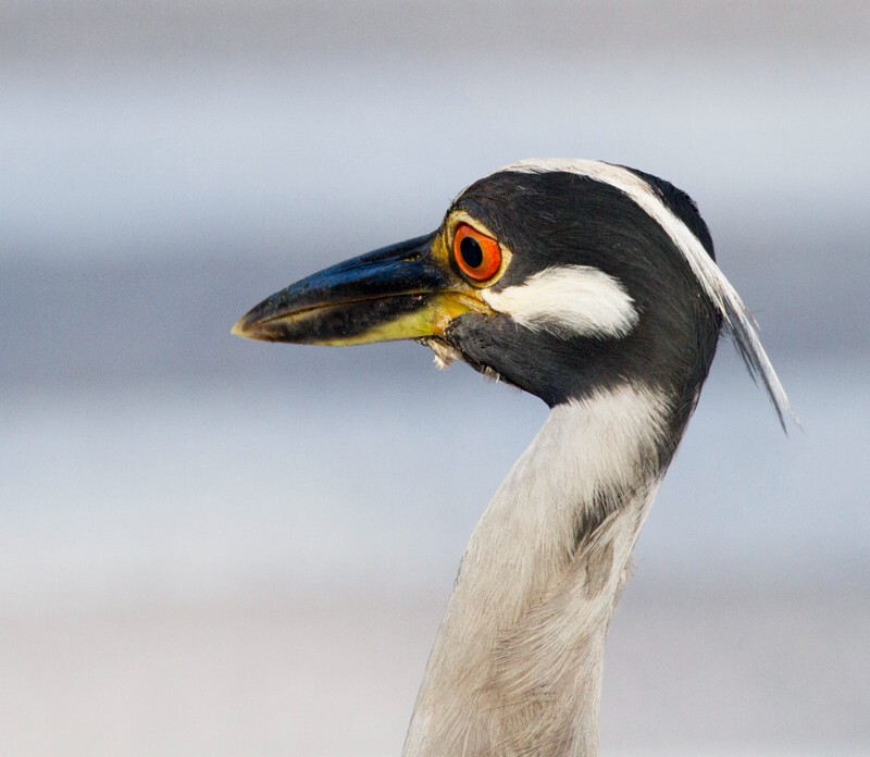 Yellow Crowned Night Heron _0028 - Yellow Crowned Night Heron