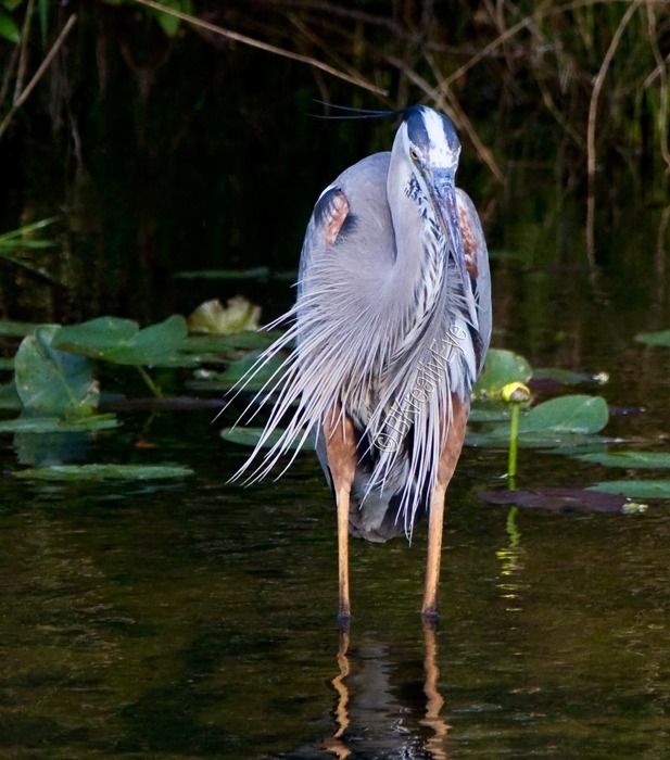 Great Blue Heron Everglades Florida Wild Birds by Brian Kitzman