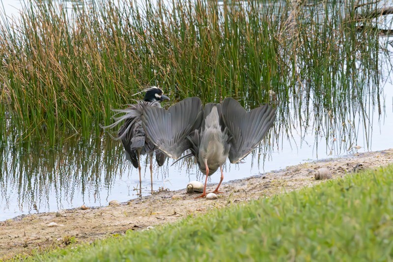 Yellow Crowned Night Heron _0008 - Yellow Crowned Night Heron