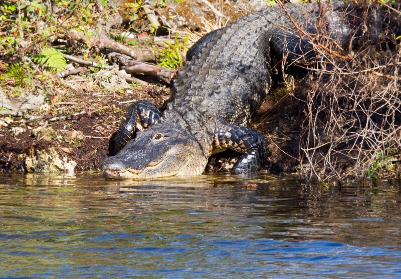 Aligators _0011 - Alligators