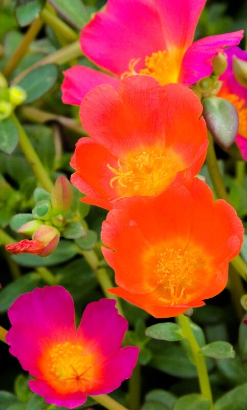 Floral_0148 - Floral - Plants