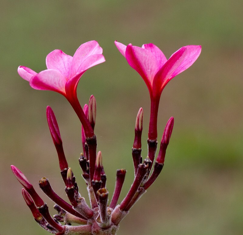 Floral_0114 - Floral - Plants