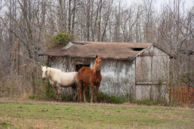 AnimalsCreatures _0011 - Animals, Creatures