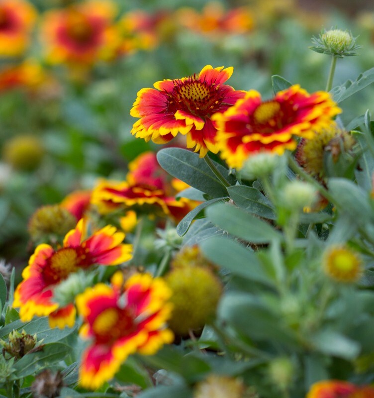 Floral_0048 - Floral - Plants