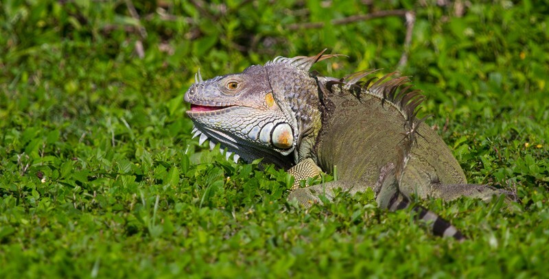 AnimalsCreatures _0067 - Animals, Creatures