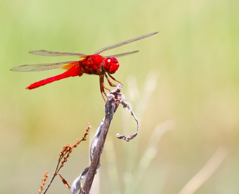 Dragonflies _0015 - Dragonflies