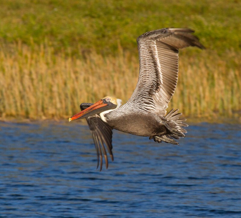  Pelicans _0026 - Pelicans