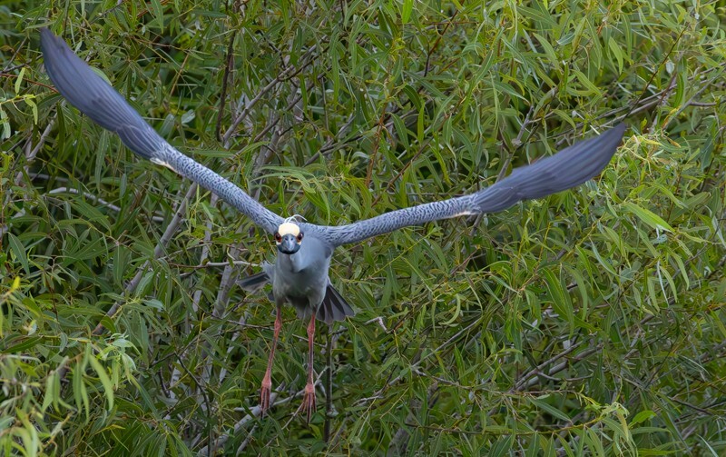 Yellow Crowned Night Heron _0003 - Yellow Crowned Night Heron