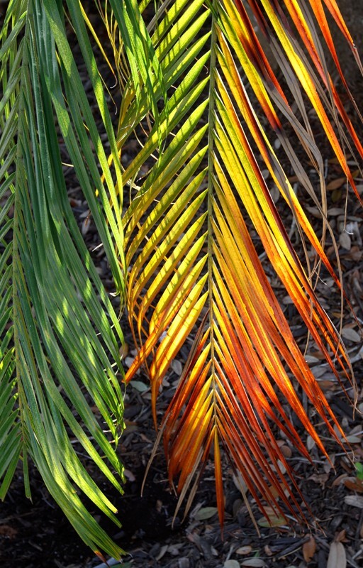 Trees  _0007 - Trees