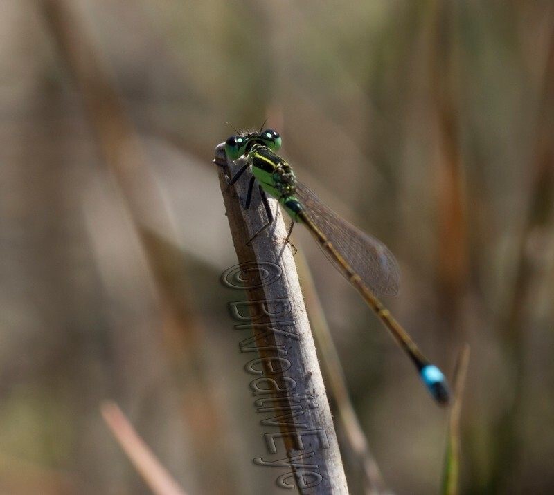 DF AnimalsCreatures 134 - Dragonflies
