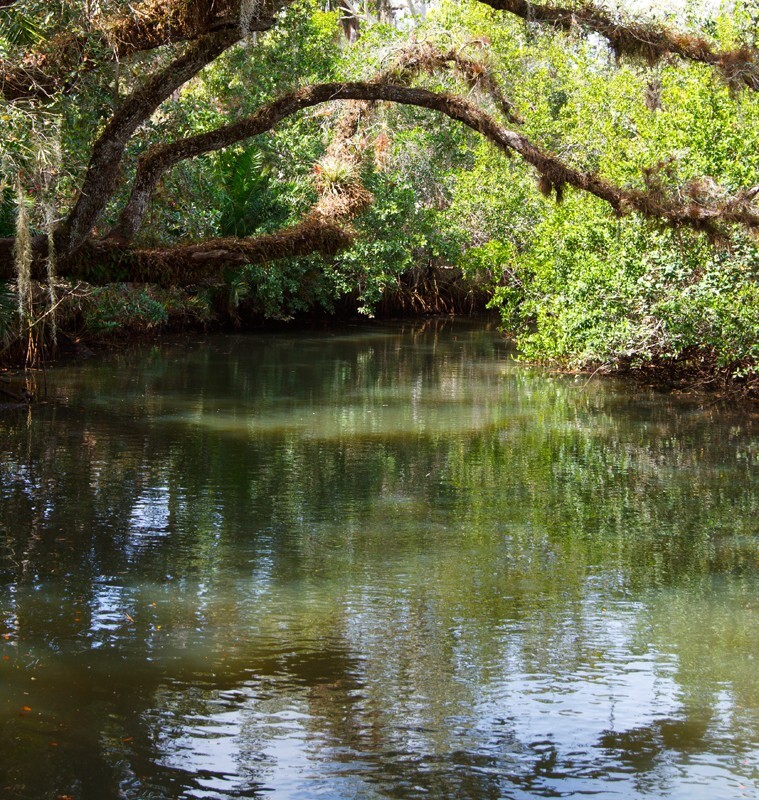 Trees  _0069 - Trees