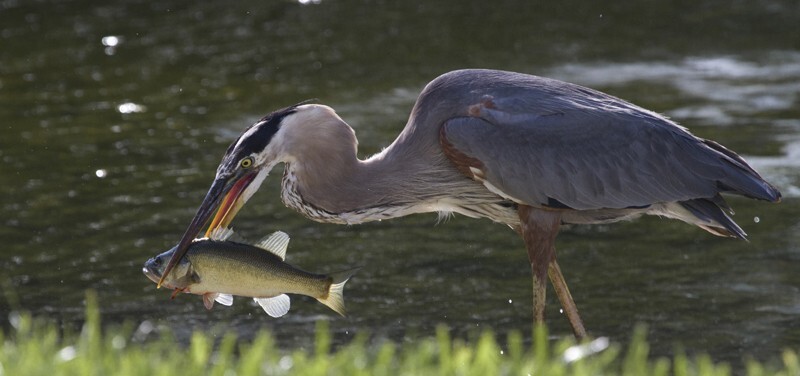 Great Blue Heron _0005 - Great Blue Heron