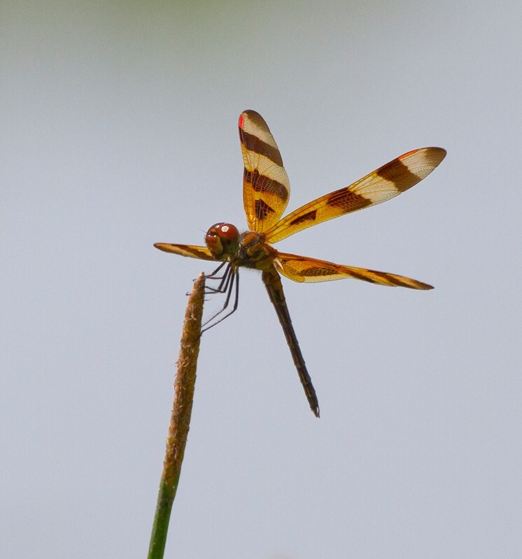 Dragonflies _0025 - Dragonflies