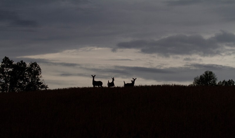 AnimalsCreatures _0038 - Animals, Creatures