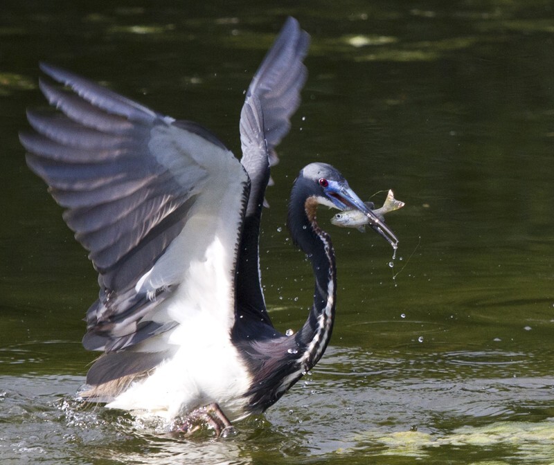 Tricolored Heron _0007 - Tri-Colored Heron