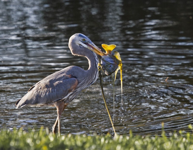 Great Blue Heron _0020 - Great Blue Heron
