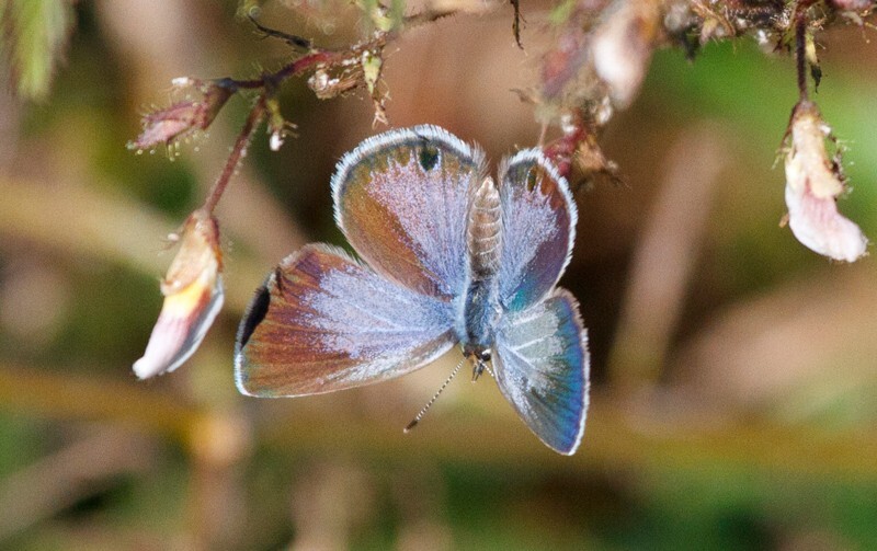 AnimalsCreatures _0045 - Animals, Creatures