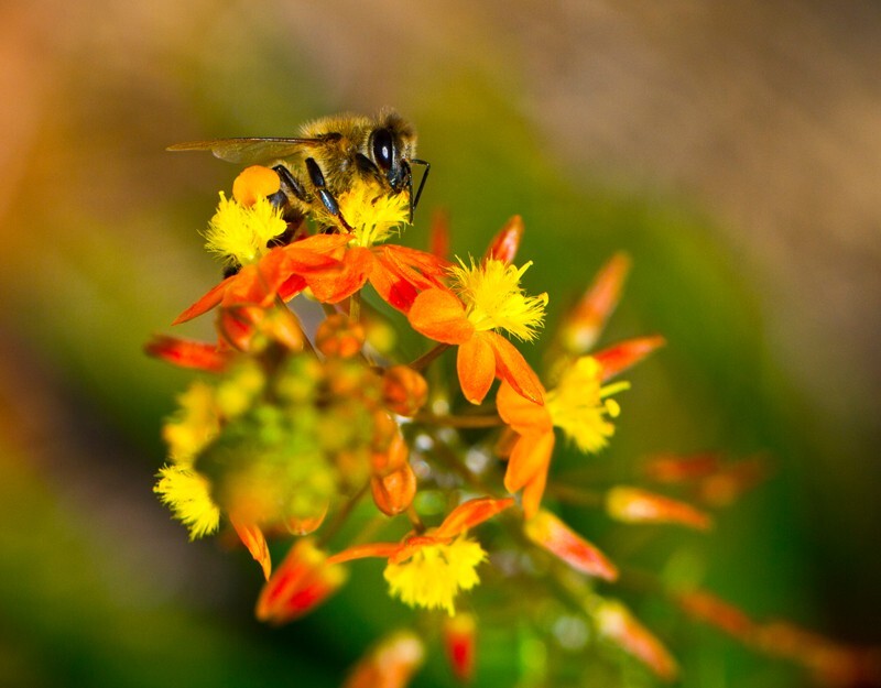Floral_0047 - Floral - Plants