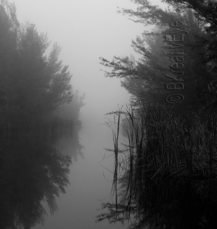 Trees  048 - Trees