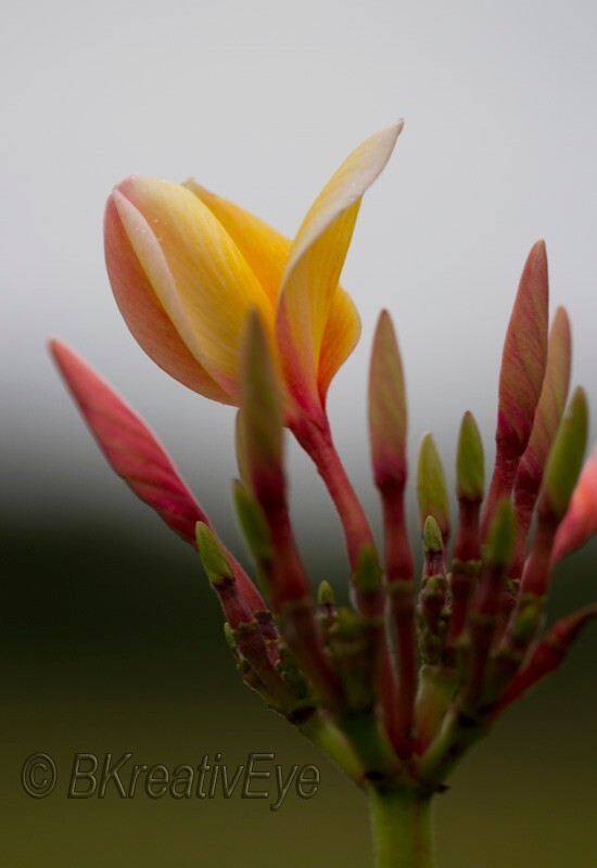 Floral 171 - Floral - Plants