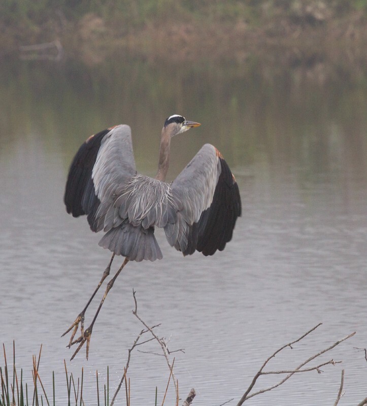 Great Blue Heron _0093 - Great Blue Heron