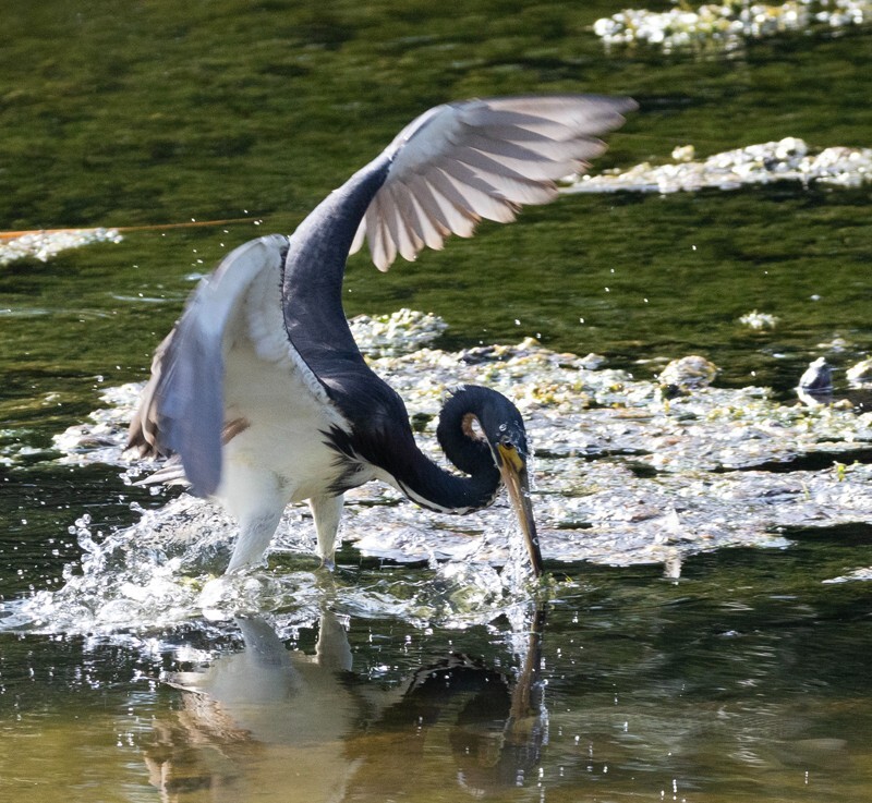 Tri-Colored-Heron _0042 - Tri-Colored Heron