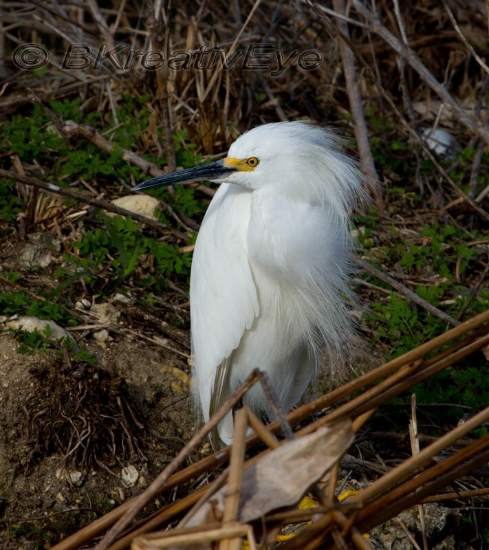 Birds 352 - Birds