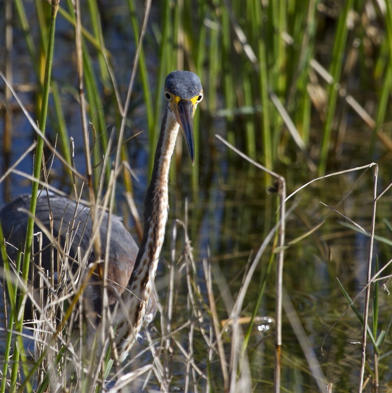 Tricolored Heron _0036 - Tri-Colored Heron