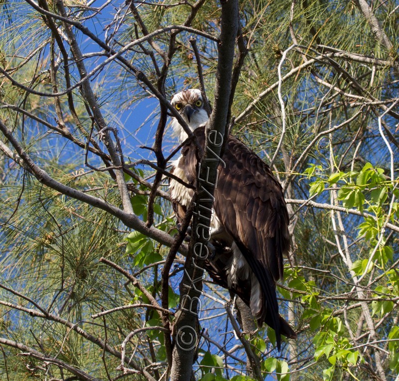 OSP Birds 213 - Osprey