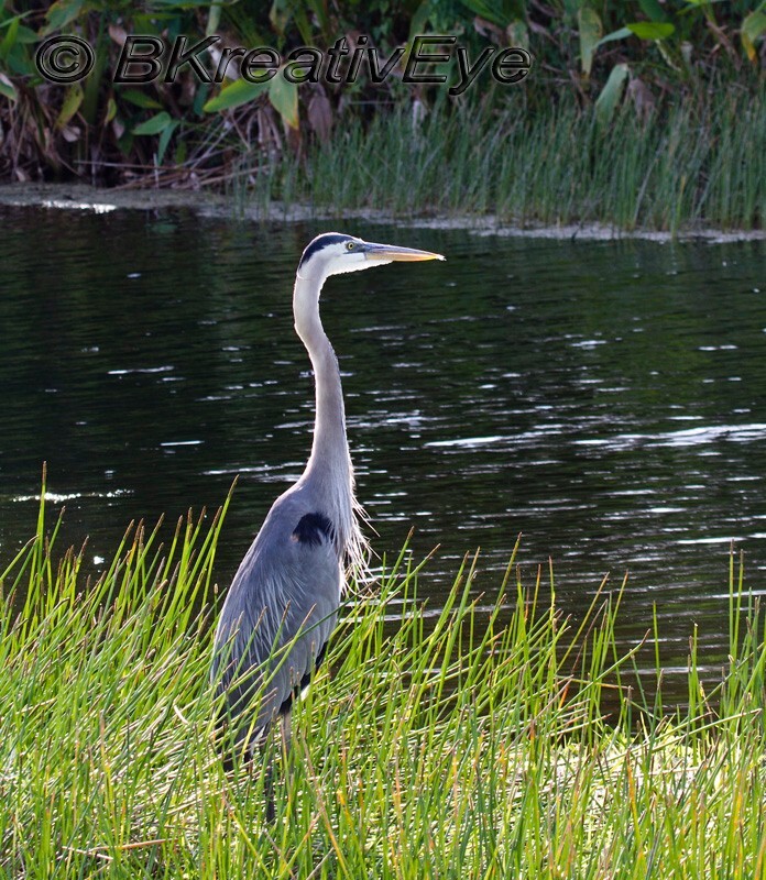 BH Birds 297 - Great Blue Heron