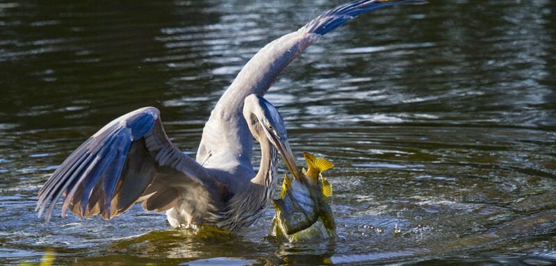 Great Blue Heron _0018 - Great Blue Heron
