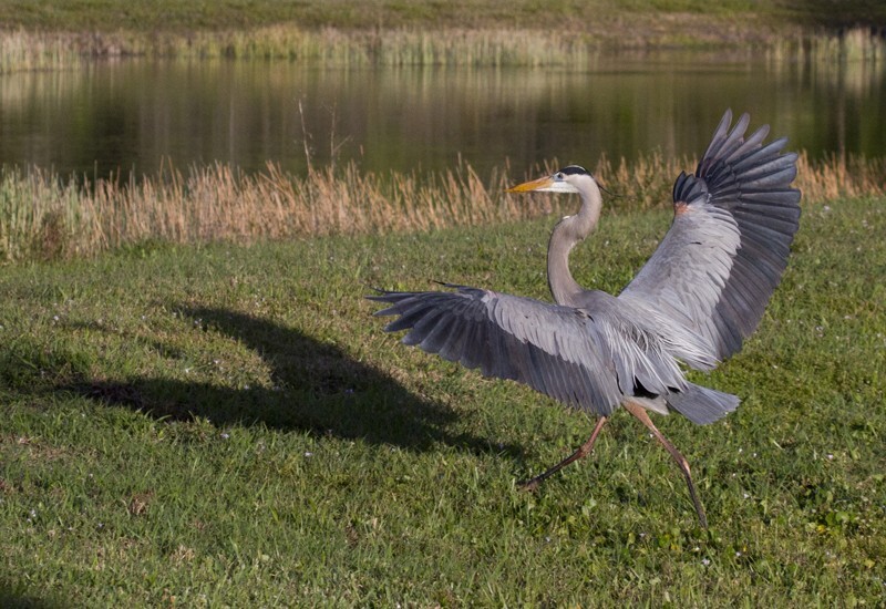 Great Blue Heron _0065 - Great Blue Heron