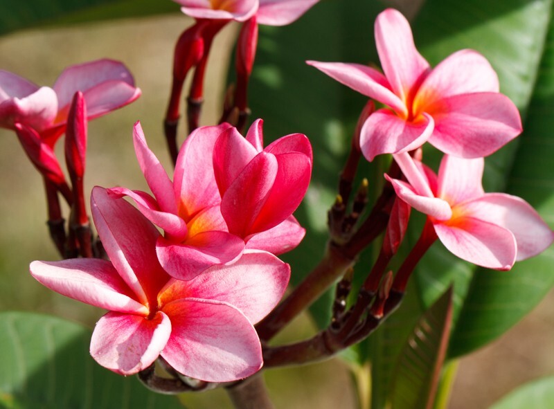 Floral_0058 - Floral - Plants