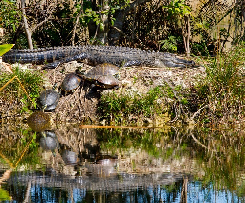 Aligators _0001 - Alligators