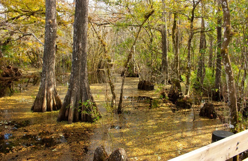 Trees  _0022 - Trees