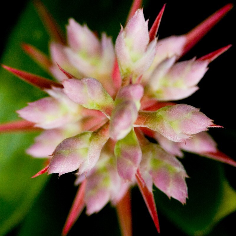 Floral_0143 - Floral - Plants