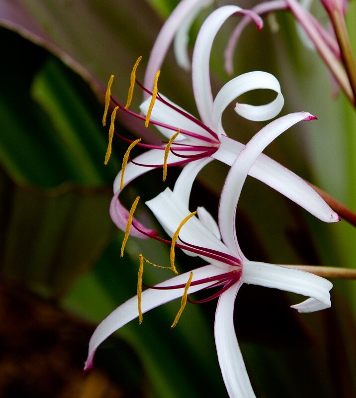 Floral_0158 - Floral - Plants