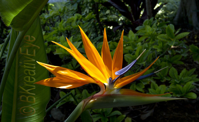 Floral 072 - Floral - Plants